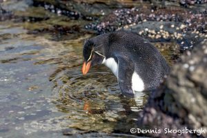 5957 Rockhopper Penguin [Eudyptes (chrysocome) filholi], Saunders Island, Falklands