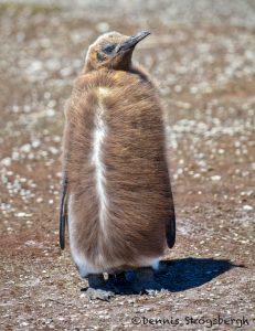 5962 Immature King Penguin (Aptenodytes patagonicus), Volunteer Point, Falkland Islands