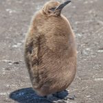 5963 Immature King Penguin (Aptenodytes patagonicus), Volunteer Point, Falkland Islands