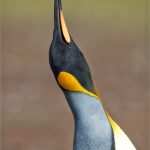 5965 King Penguin Challenge, Volunteer Point, Falkland Islands