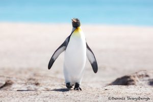 5968 King Penguin (Aptenodytes patagonicus), Volunteer Point, Falkland Islands