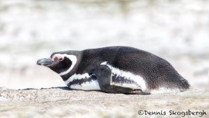 5968 Magellanic Penguin (Spheniscus magellanicus), Volunteer Point, Falklands