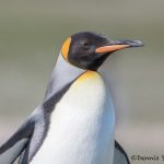 5969 King Penguin (Aptenodytes patagonicus), Volunteer Point, Falkland Islands