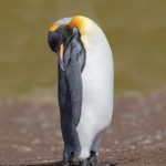 5970 King Penguin (Aptenodytes patagonicus), Volunteer Point, Falkland Islands