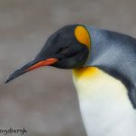 5972 King Penguin (Aptenodytes patagonicus), Volunteer Point, Falkland Islands