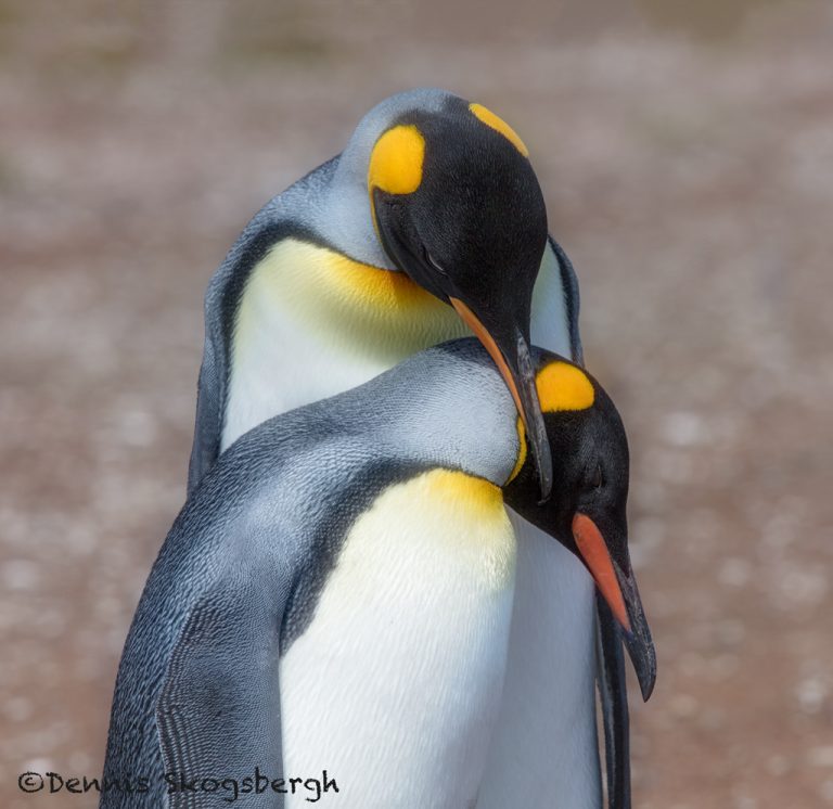 5974 Mating Ritual, King Penguin (Aptenodytes patagonicus), Volunteer