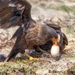 5977 Striated Caracaras With Penguin Egg, Sea Lion Island, Falklands