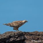 5979 Juvenile Variable Hawk (Geranoaetus polyosoma), Sea Lion Island, Falklands