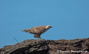 5979 Juvenile Variable Hawk (Geranoaetus polyosoma), Sea Lion Island, Falklands