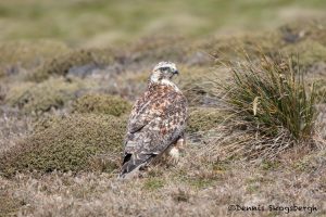 5980 Juvenile Variable Hawk (Geranoaetus polyosoma), Sea Lion Island, Falklands