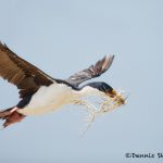 5983 Imperial Shag (Cormorant) (Phalacricorax atriceps), Sea Lion Island, Falklands