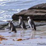 5985 Magellanic Penguins (Spheniscus magellanicus), Sea Lion Island, Falklands
