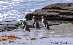 5985 Magellanic Penguins (Spheniscus magellanicus), Sea Lion Island, Falklands