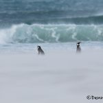 5989 Blowing Sand, Magellanic Penguins, Saunders Island, Falklands