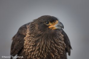 5990 Striated Caracara, (Phalcoboenus australis), Sea Lion Island, Falklands