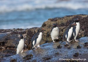 5992 Rockhopper Penguins (Eudyptes (Chrysocome) filholi), Saunders Island, Falklands