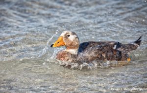 5993 Male Falkland Steamer Duck, (Tachyeres brachypterus), Saunders Island, Falklands