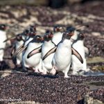 5995 Rockhopper Penguins Trek To The Sea, Saunders Island, Falklands