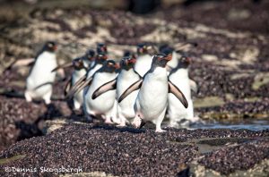 5995 Rockhopper Penguins Trek To The Sea, Saunders Island, Falklands