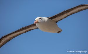 5998 Black-browed Albatross (Thalassarche melanophris), Saunders Island, Falklands