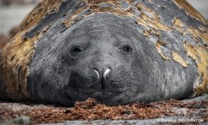 5999 Southern Elephant Seal (Mirounga leonina), Sea Lion Island, Falklands