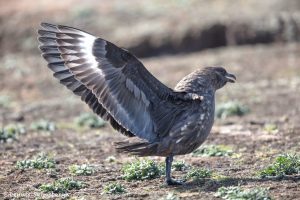 6005 Brown Skua (Catharacta antarctica), Sea Lion Island, Falklands