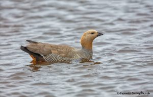 6008 Male Ruddy-headed Goose (Chloephaga rubidiceps), Sea Lion Island, Falklands