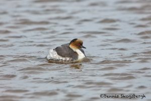 6011 Female Southern Silvery Grebe (Podiceps occipitalis), Sea Lion Island, Falklands