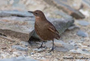 6012 Tussacbird (Cinclodes antarcticus), Sea Lion Island, Flaklands