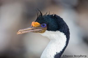6013 Imperial Shag (Cormorant) (Phalacricorax atriceps), Sea Lion Island, Falklands