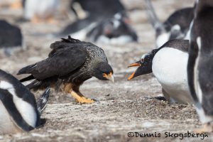 6014 Striated Caracara Trying To Steal Gentoo Egg, Sea Lion Island, Falklands