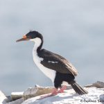 6018 Imperial Shag (Cormorant) (Phalacricorax atriceps), Sea Lion Island, Falklands