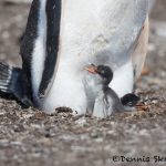 6020 Gentoo Penquin With Chicks (Pygoscelis papua), Sea Lion Island, Falklands