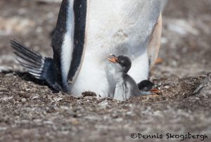 6020 Gentoo Penquin With Chicks (Pygoscelis papua), Sea Lion Island, Falklands