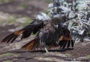 6021 Striated Caracara After Bathing, Sea Lion Island, Falklands