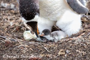 6026 Gentoo Penquin With Chicks (Pygoscelis papua), Sea Lion Island, Falklands