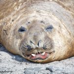 6027 Southern Elephant Seal (Mirounga leonina), Sea Lion Island, Falklands
