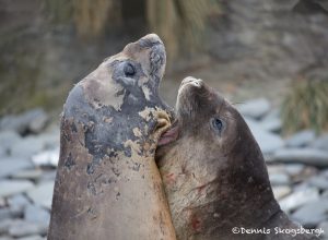 6029 Southern Elephant Seals (Mirounga leonina), Sea Lion Island, Falklands