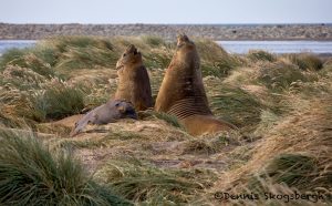 6033 Southern Elephant Seals (Mirounga leonina), Sea Lion Island, Falklands