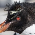 6035 Southern Rockhopper Penguin Portrait, Bleaker Island, Falklands