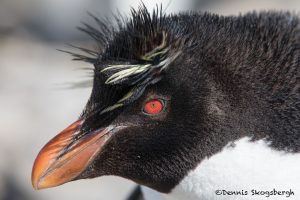6035 Southern Rockhopper Penguin Portrait, Bleaker Island, Falklands
