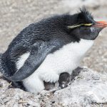 6038 Rockhopper Penguin With Chick (Eupytes chrysocome), Bleaker Island, Falklands
