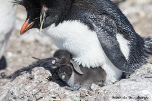 6039 Rockhopper Penguin With Chicks, (Eupytes chrysocome), Bleaker Island, Falklands