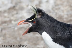 6040 Rockhopper Penguin (Eupytes chrysocome), Bleaker Island, Falklands