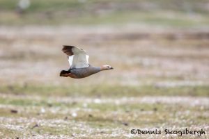 6041 Female Upland Goose (Chloeohaga picta), Bleaker Island, Falklands