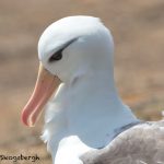 6046 Black-browed Albatross (Thalassarch melanophris), Saunders Island, Falklands