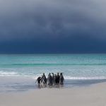 6047 King Penguins, Distant Storm, Volunteer Point, Falklands
