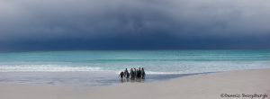 6047 King Penguins, Distant Storm, Volunteer Point, Falklands
