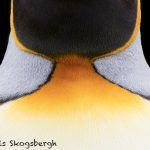 6048 King Penguin Abstract, Volunteer Point, Falklands