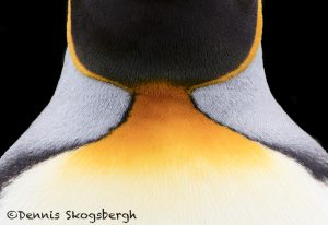 6048 King Penguin Abstract, Volunteer Point, Falklands